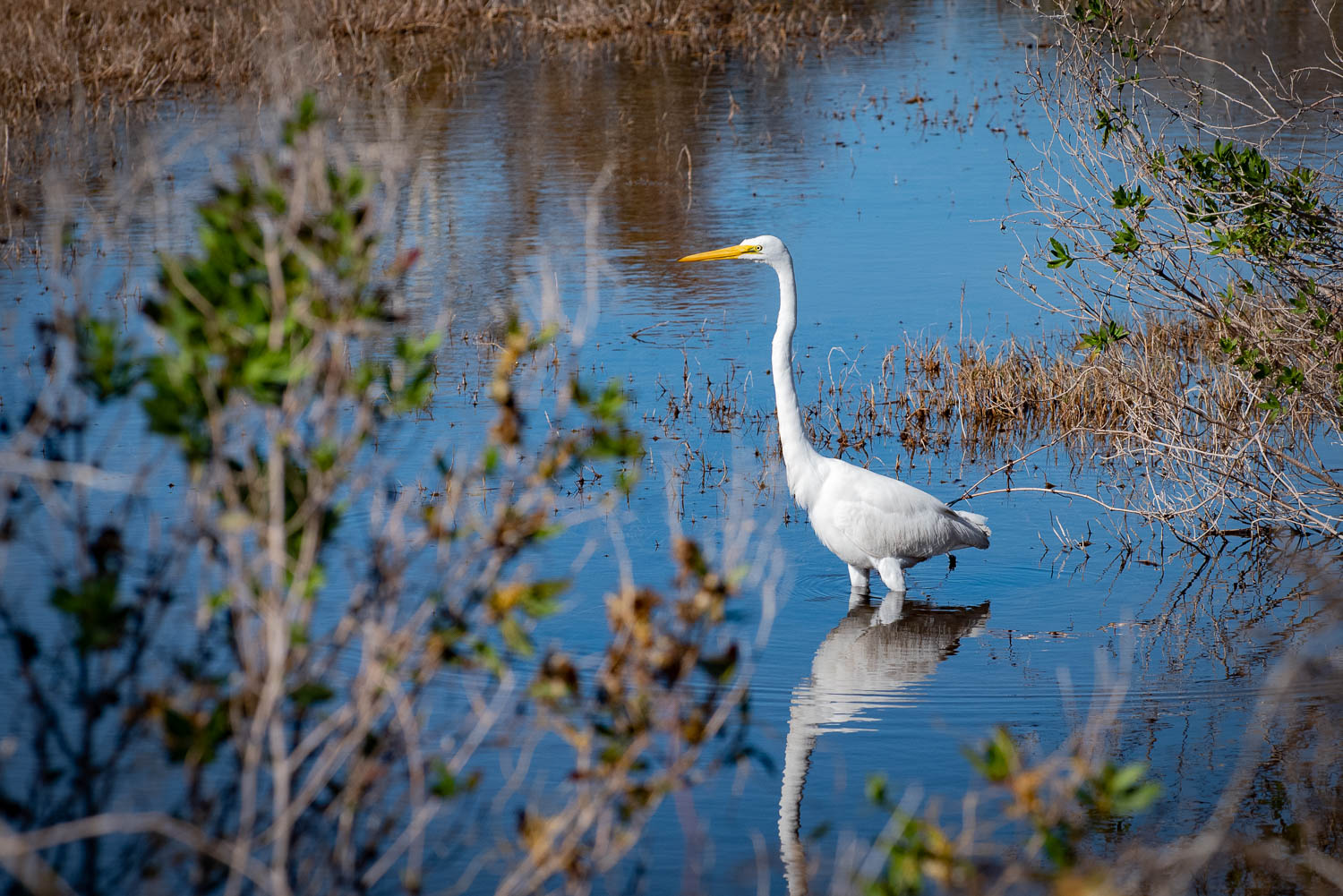 Aransas National Wildlife Refuge Tim And Shannon Ltd 