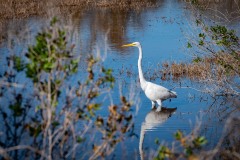 aransas-wildlife-refuge-01