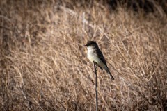 aransas-wildlife-refuge-02