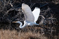 aransas-wildlife-refuge-05