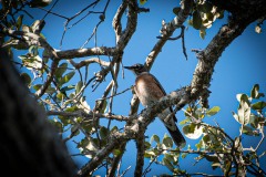 aransas-wildlife-refuge-07