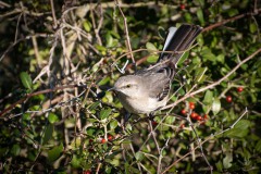 aransas-wildlife-refuge-09