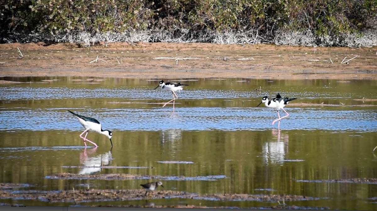 Riparian Preserve - Tim & Shannon L.t.d.