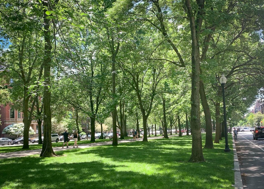 The park separating the eastbound and westbound lanes on Commonwealth Avenue in Boston