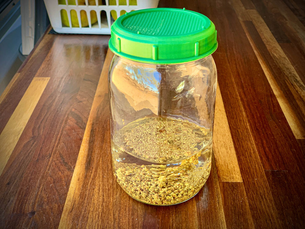 alfalfa sprout seeds soaking in water