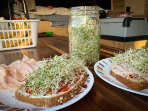 alfalfa sprouts on sandwiches